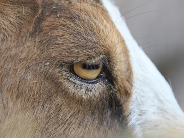 Photo close-up d'un chien qui détourne le regard