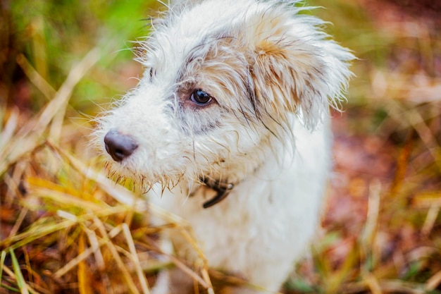 Photo close-up d'un chien qui détourne le regard