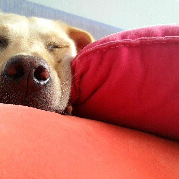 Photo close-up d'un chien qui dort sur un canapé