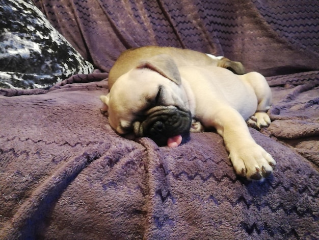 Photo close-up d'un chien qui dort sur le sol