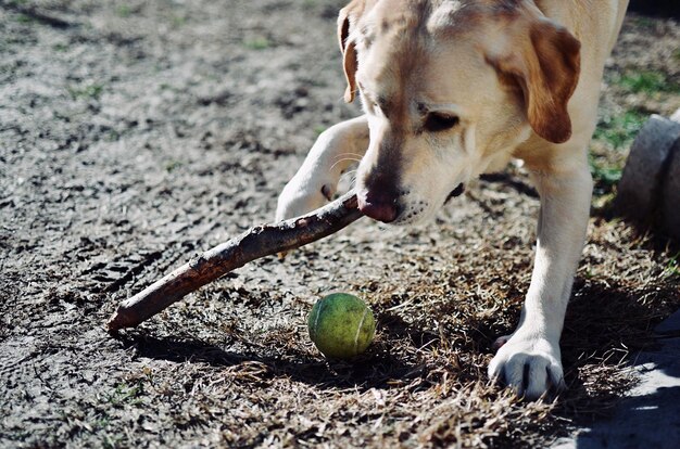 Photo close-up d'un chien qui paille à l'extérieur