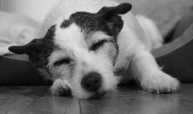 Photo close-up d'un chien qui se détend à la maison