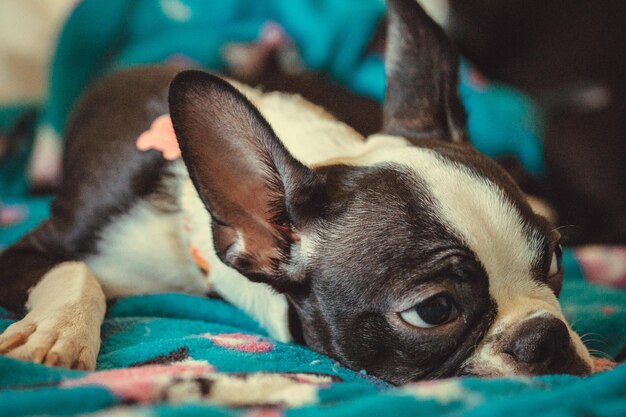 Photo close-up d'un chien qui se repose