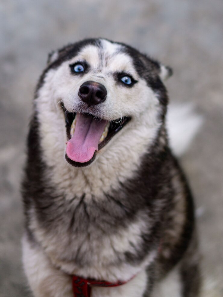 Close up chien de race husky sibérien