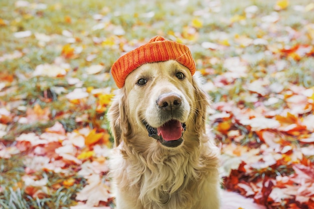 Close-up d'un chien retriever dans un chapeau parmi les feuilles d'automne jaune