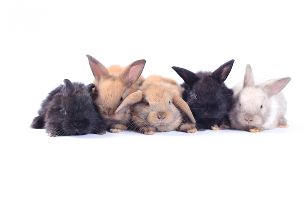 Photo close-up de chiens sur un fond blanc