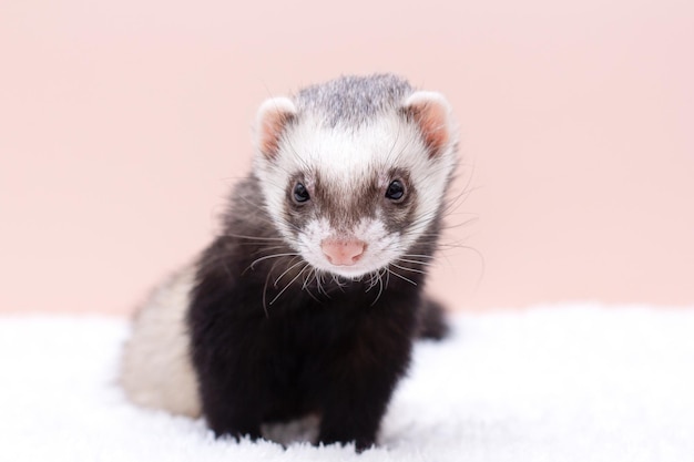 Close-up d'un chiot furet sur l'arrière-plan.