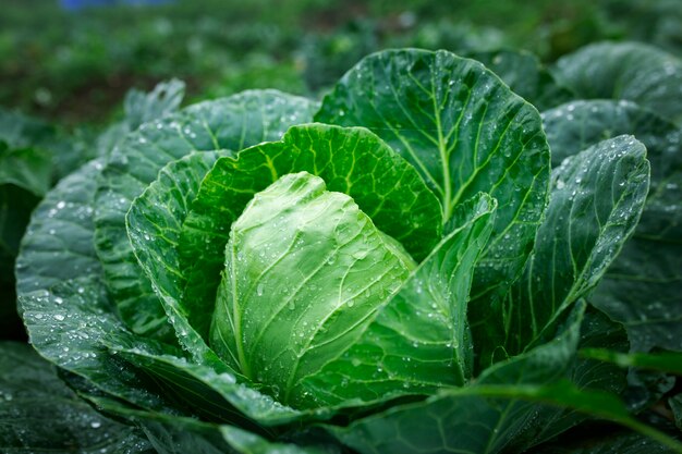 Close up de chou bio frais dans le jardin d'accueil