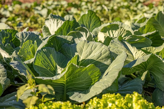 Close up chou plante végétale de l'espèce Brassica oleracea dans un potager