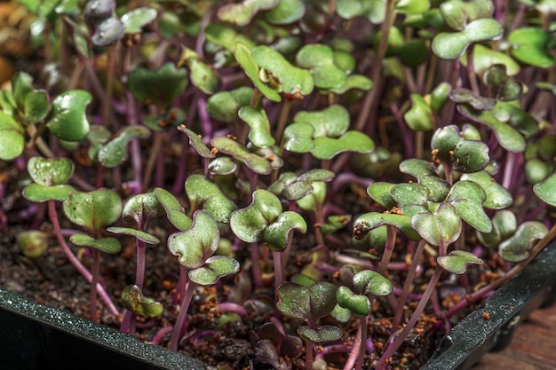 Close up de chou rouge microgreen pousses fraîches et jeunes feuilles