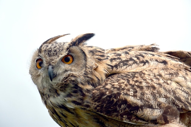 Photo close-up d'une chouette contre un ciel dégagé