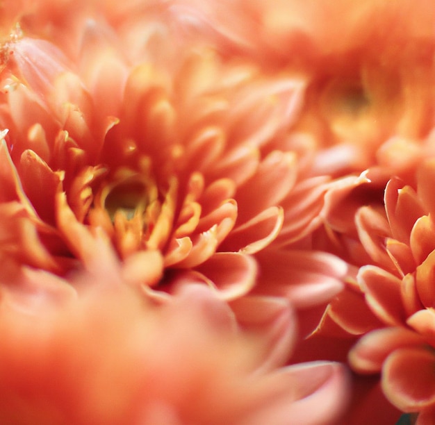 Close up de chrysanthèmes rouges avec plusieurs pétales sur fond noir