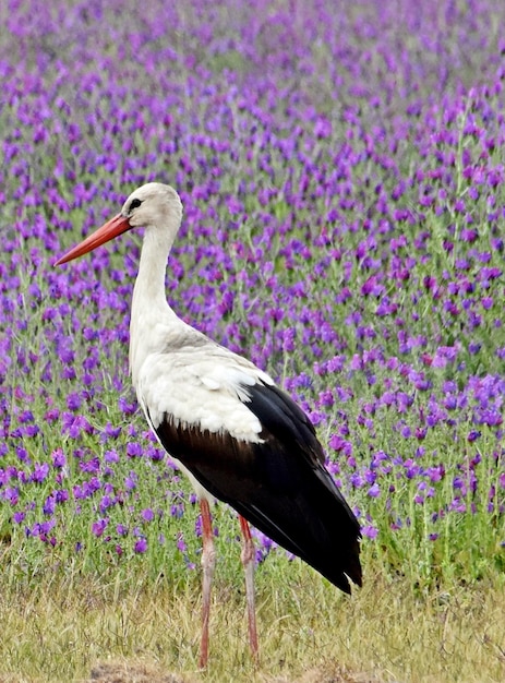 Close up d'une cigogne blanche sur un pré avec blueweed