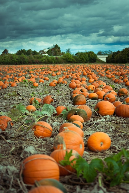 Photo close-up de citrouilles sur le champ contre le ciel