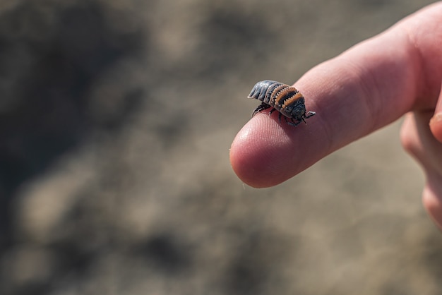 Photo close up d'un cloporte (oniscus asellus) sur le sol