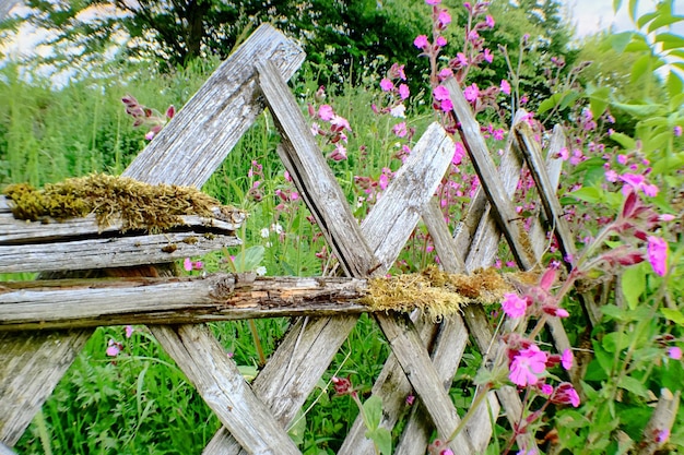 Photo close-up de la clôture contre les plantes