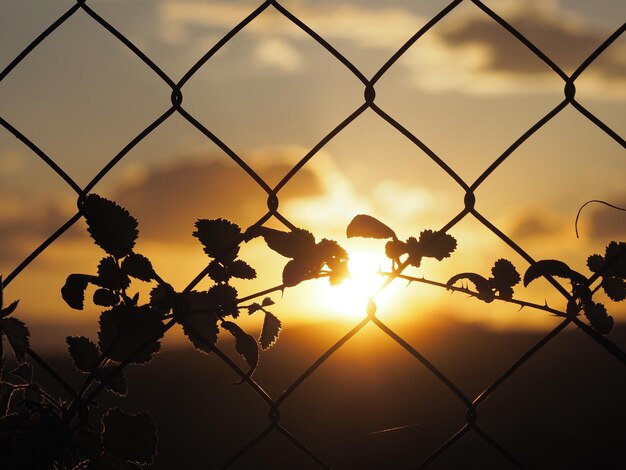 Close-up d'une clôture de silhouette contre le ciel au coucher du soleil