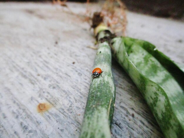 Photo close-up d'une coccinelle sur une feuille