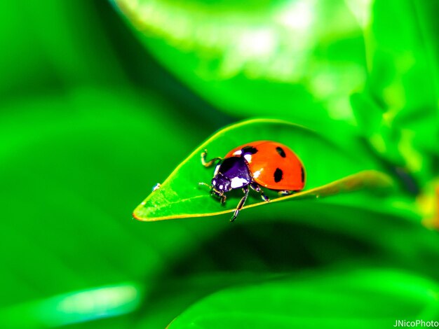 Close-up d'une coccinelle sur une feuille