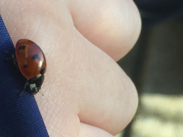 Photo close-up de la coccinelle à portée de main