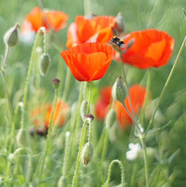 Close-up d'un coquelicot orange sur le champ