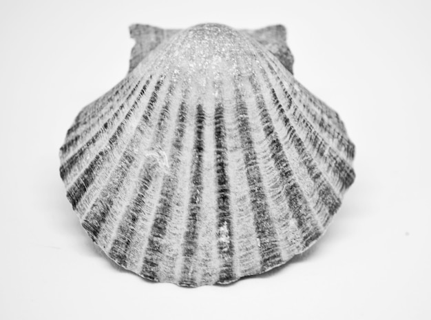 Close-up d'une coquille sur un fond blanc