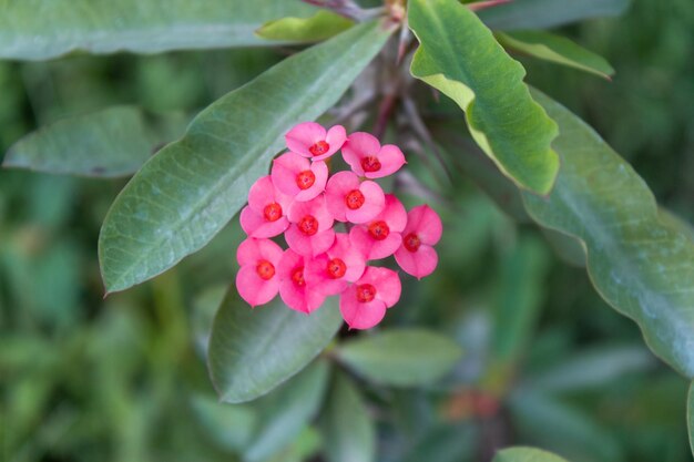 Close up couronne d'épines Christ Thorn fleur avec feuilles Euphorbia milii mise au point sélective flowerxA