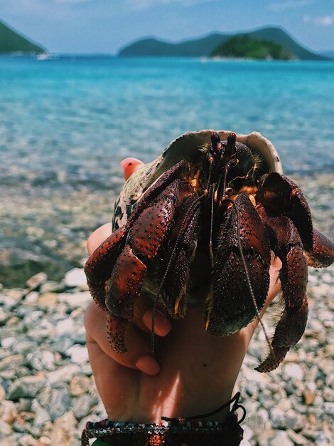 Photo close-up d'un crabe à la main sur la plage