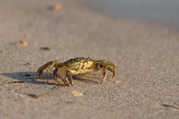 Close up crabe de sable