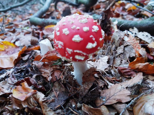 Close-up de la croissance des champignons sur le champ