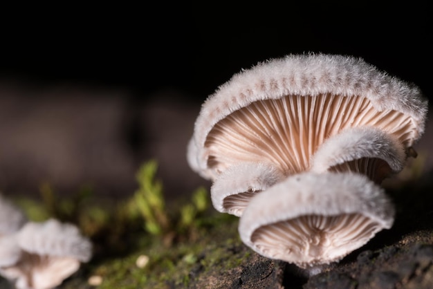 Close-up de la croissance des champignons sur le champ