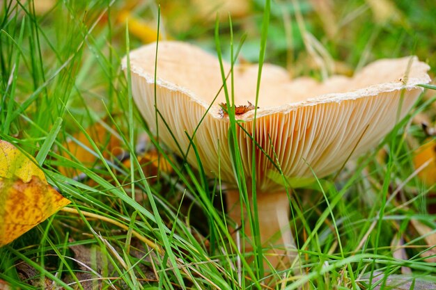 Close-up de la croissance des champignons sur le champ