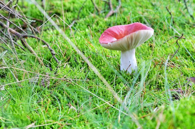 Photo close-up de la croissance des champignons sur le champ