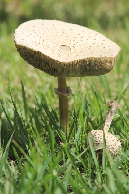 Photo close-up de la croissance des champignons sur le champ