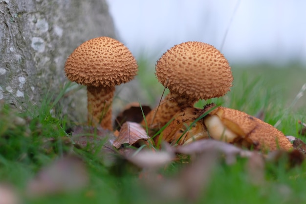 Close-up de la croissance des champignons sur le champ