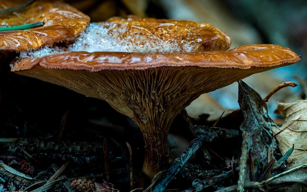 Close-up de la croissance des champignons sur le champ