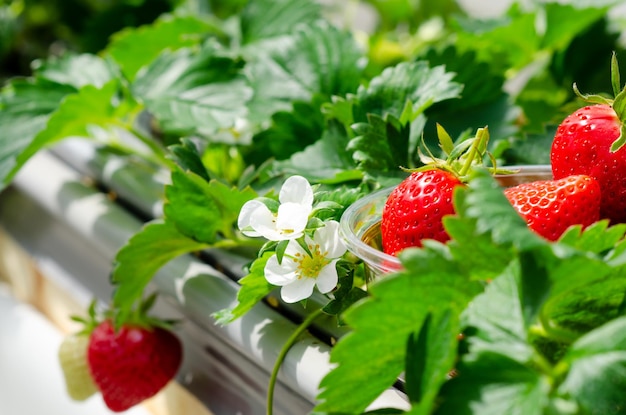 Photo close-up de la croissance de la fraise sur la plante