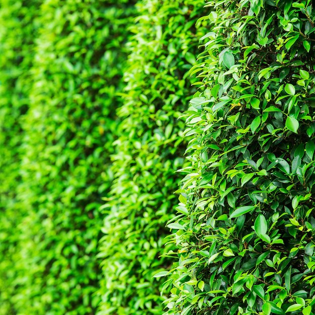 Photo close-up de la croissance des plantes sur le terrain