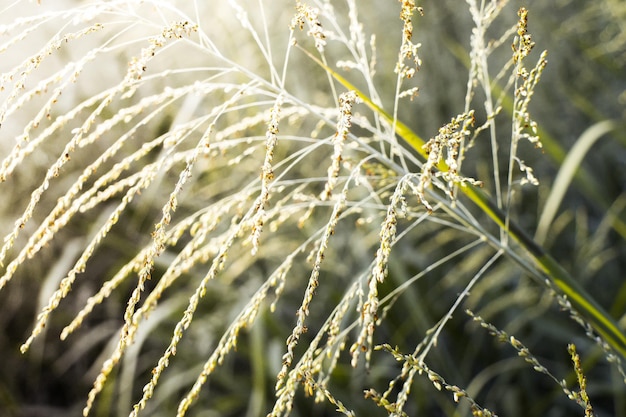 Photo close-up des cultures sur le terrain