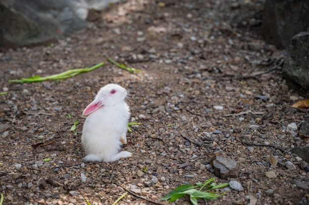 Close up cutie lapin dans Wat pra putthabat phu kwai ngoen au district de chiang khan loei thailand.Chiang Khan rabbit temple ou Wat Pra Putthabat Phu Kwai Ngoen