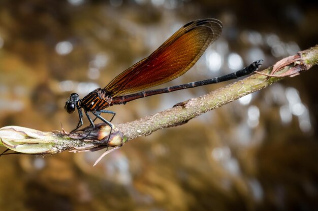 Photo close-up de damselfly sur la tige de la plante