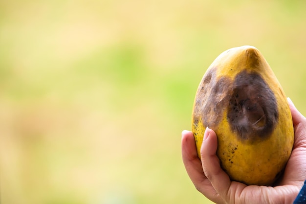 Close up detail of woman hand holding une mangue gâtée bio