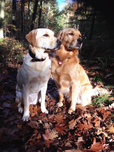 Photo close-up de deux chiens assis dans la forêt