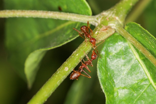 Close up deux fourmi rouge sur laef vert dans la nature en Thaïlande