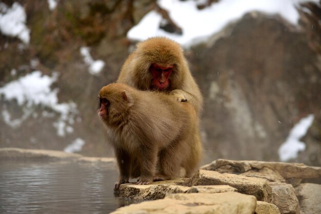 Close-up de deux macaques japonais pendant la saison hivernale Jigokudani