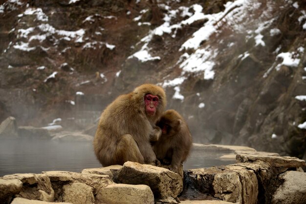 Photo close-up de deux macaques japonais pendant la saison hivernale jigokudani