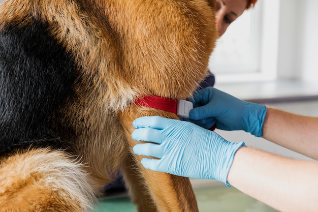 Photo close-up docteur aidant grand chien à la clinique