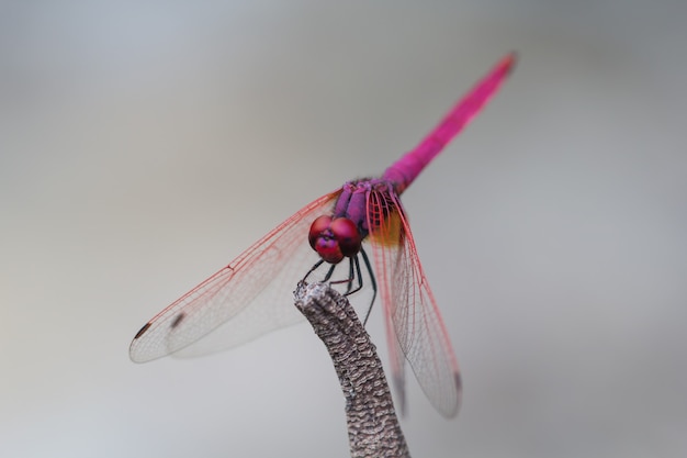 Close up Dragonfly sur un lotus séché