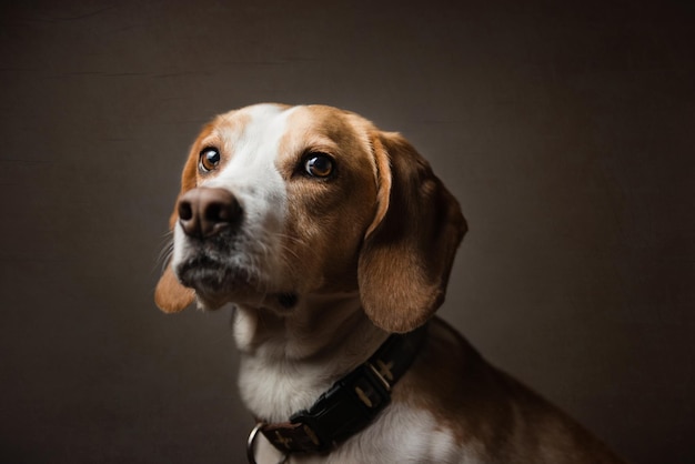 Close-up du beagle sur un fond noir