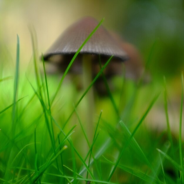 Photo close-up du champignon sur le terrain